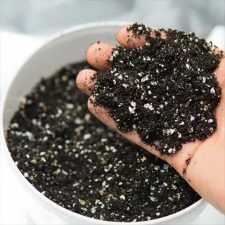hand holding perlite soil additive mixed with dark potting soil, showing white porous particles for aeration