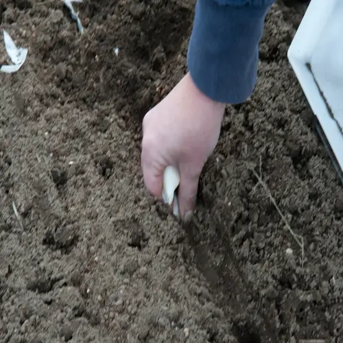 hand planting garlic cloves into soil, preparing for garden growth