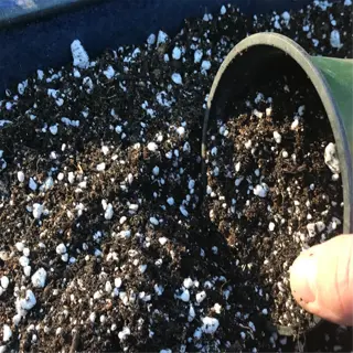 hand pouring perlite soil mix into a container