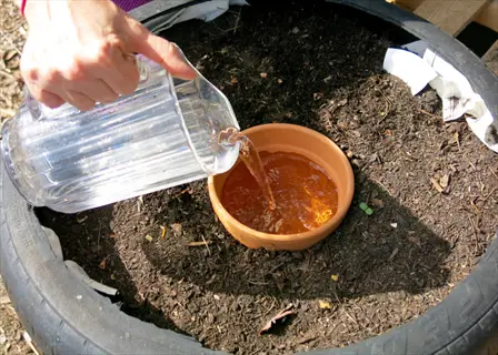 hand pouring water into buried clay pot within repurposed tire planter; diy buried clay pot watering demonstration for sub-irrigation gardening
