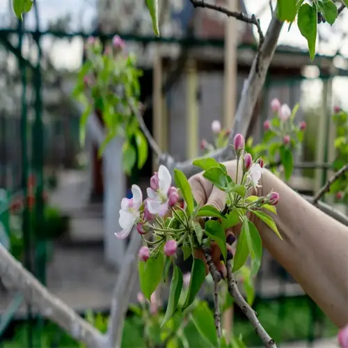 hand pruning a fruit tree in a garden setting, promoting healthy growth and fruit production