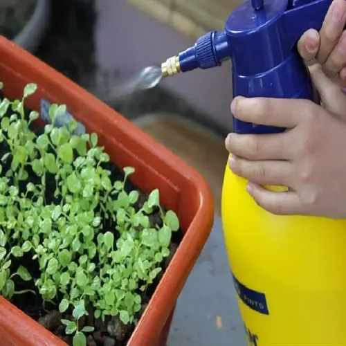 hand spraying natural weed killer spray on garden seedlings in a flower pot
