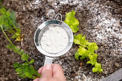 hand sprinkling diatomaceous earth powder from sieve onto garden soil - natural ants repellent for kitchen and garden pest control