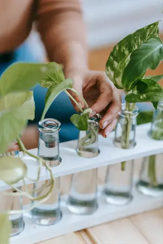 hand tending to pothos plants in glass water bottles arranged on a white propagation tray; plant water bottle tray setup for indoor gardening