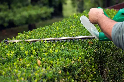 hand using green hedge trimmers on a dense boxwood hedge in a rose garden; essential pruning tool for maintaining ornamental shrubs