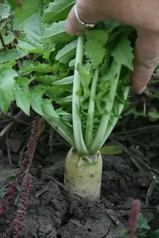 hand (with ring) holding tillage radish plant showing taproot emerging from dark soil, surrounded by green foliage