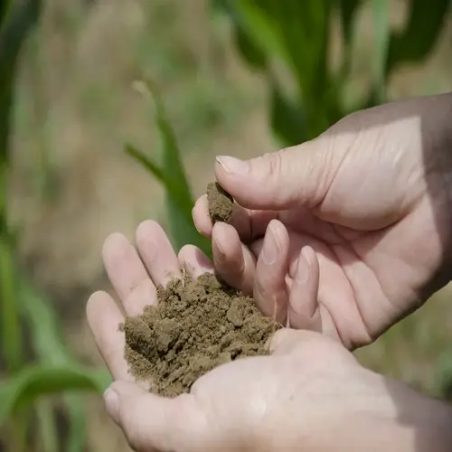 hands holding and examining clay soil for amendment in an agricultural setting