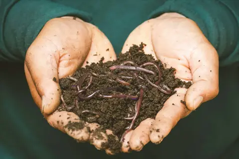 hands holding dark, fertile vegetable garden compost with active earthworms, demonstrating healthy organic matter for garden soil enrichment