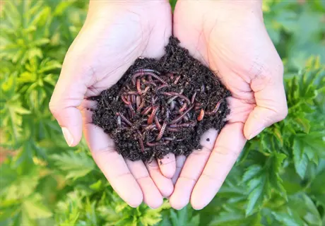 hands holding earthworms in soil, representing the natural production of seedlings worm castings to enhance garden soil and plant health