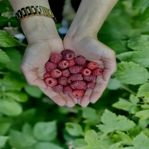 hands holding freshly harvested raspberries in a garden setting