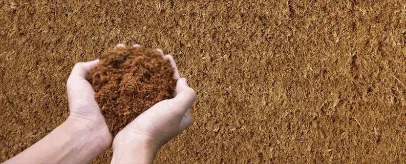 hands holding nutrient-rich coconut coir against a backdrop of compressed coir bricks, ideal for enhancing garden soil aeration and moisture retention