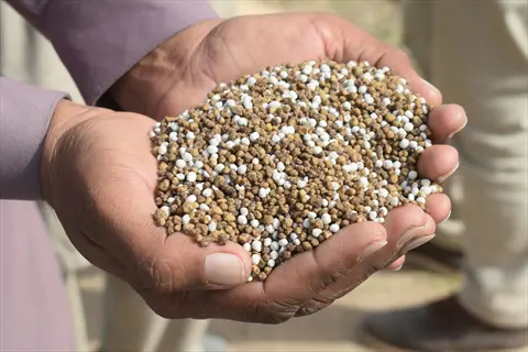 hands holding organic granular fertilizer pellets: a mixture of brown and white nutrient particles for gardening