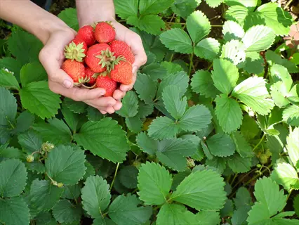 hands holding ripe ozark beauty strawberries amid green foliage