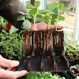 hands holding root trainers with young plants and visible root systems in a greenhouse setting - root trainers nurture strong root development