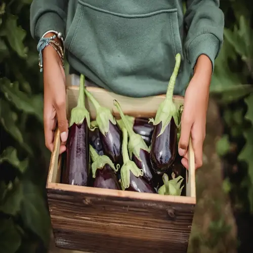hands holding wooden crate filled with fresh purple eggplants during garden harvest, representing bountiful eggplant harvest