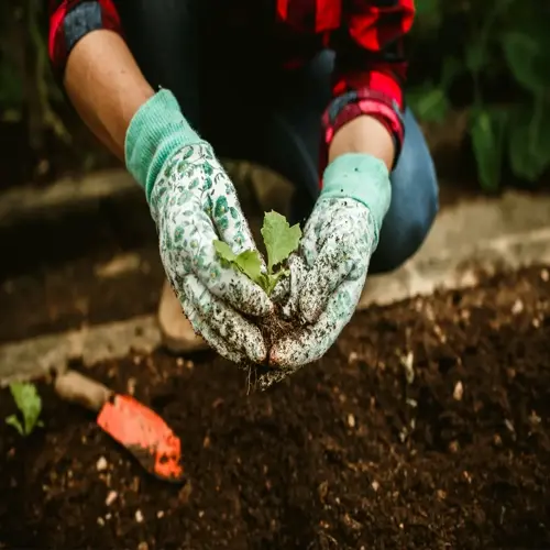 hands in floral gardening gloves planting a seedling in rich garden soil with trowel nearby