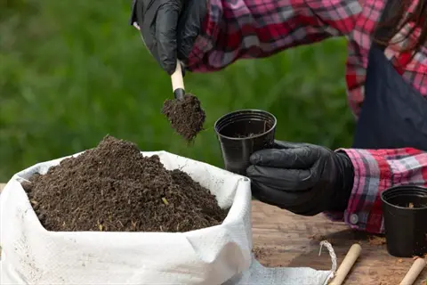 hands in gloves transferring nutrient-rich organic vegetable fertilizer from a burlap sack into small planting pots during garden preparation