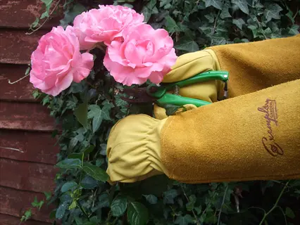 hands in yellow rose pruning gloves using green bypass pruners to trim pink rose stems; essential when sterilized with disinfectant to prevent disease spread