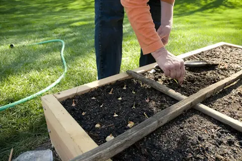 hands planting garlic bulbs in a raised garden bed - part of a garlic bulbs garden with green lawn and garden hose