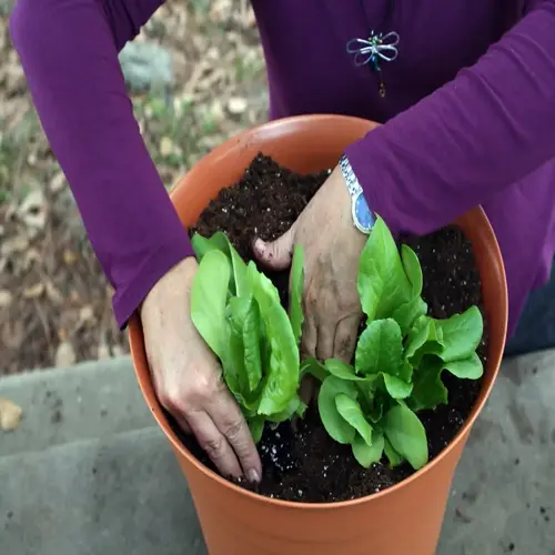 hands planting young kale seedlings into a terracotta pot in a garden setting with soil and mulch