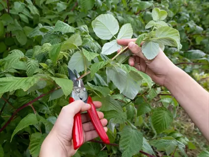 hands pruning raspberry canes with shears - proper technique for pruning potted raspberries to boost yield and plant health