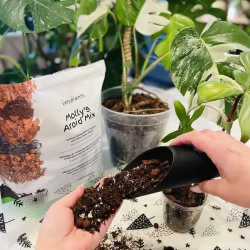 hands using molly's aroid mix potting soil from a bag to repot container garden plants (monstera and other aroids)