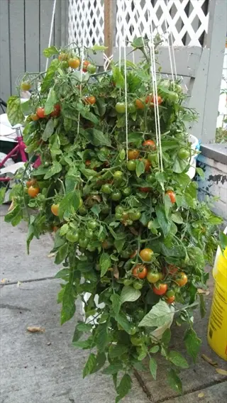 hanging tomato basket with lush green vines and ripening fruits suspended from a wooden pole