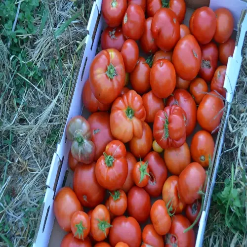 harvested heirloom tomatoes in a garden bed with straw and grass