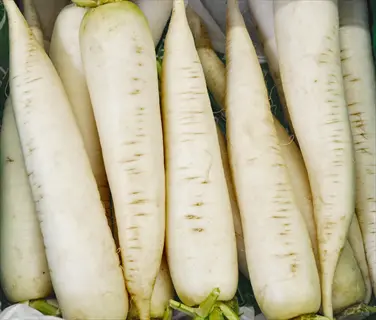 harvested white icicle radishes with long white roots and green tops