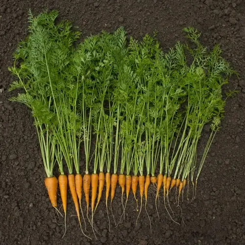 harvesting carrots garden: freshly picked carrots with green tops arranged in a row on dark soil