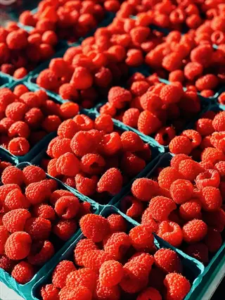 harvesting raspberries pots: abundant ripe berries in containers during peak harvest periods