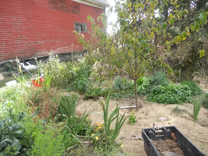 hay mulch garden with diverse plants, young tree, red barn shed, and garden tools in a sunny rural backyard