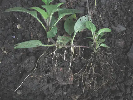 heal all prunella plant (prunella vulgaris) with roots and foliage growing in dark soil