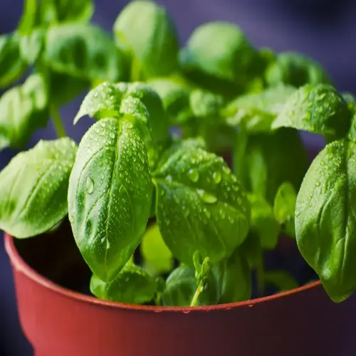 healthy basil plant garden in a red pot with water droplets on the leaves