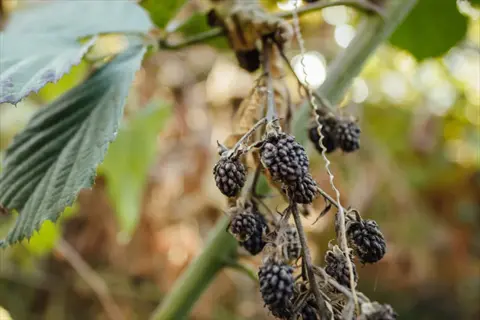 healthy blackberry leaves with serrated edges and dried berries on green stems in soft-focus natural background