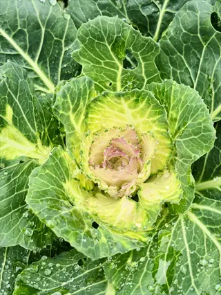 healthy cabbage outer leaves with prominent veins and water droplets, showcasing vibrant green color and textured surfaces in a close-up garden setting