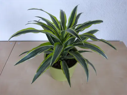 healthy dracaena lemon lime plant with green-yellow striped leaves in a green pot on a wooden surface