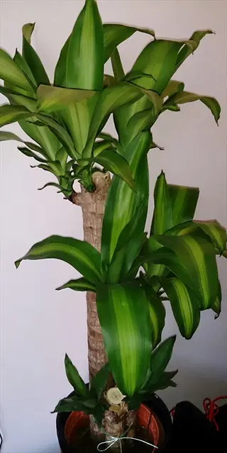 healthy dracaena massangeana plant in a pot against a plain white wall