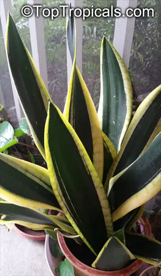 healthy futura superba snake plant in terracotta pot showing green leaves with yellow variegated edges