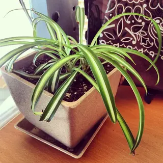 healthy indoor spider plant (chlorophytum comosum) in beige ceramic pot on wooden desk. arching green-and-white striped leaves with visible roots and new growth