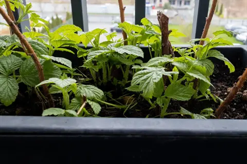 healthy raspberry canes in rectangular container - demonstrating solutions to common raspberry problems in containers (problem resolution)