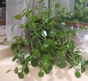 healthy ruby cascade peperomia plant with glossy green trailing leaves in a pot on a windowsill