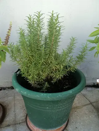 healthy trailing rosemary groundcover in green pot against light wall with tiled flooring