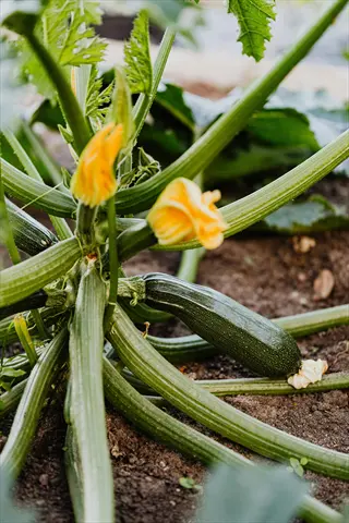healthy zucchini squash plant with large green leaves, blooming yellow flowers, and developing green zucchini in a garden bed