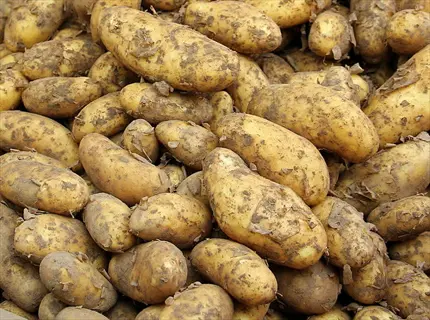 heap of french fingerling potatoes with elongated, finger-like shape and pale yellow skin showing natural soil texture