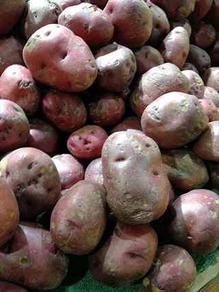 heap of red pontiac potatoes with reddish-purple skin, knobby texture, and earthy imperfections piled together