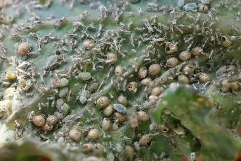 heavy aphid infestation on kale leaves - clusters of green and brown aphids with empty exoskeletons covering the leaf surface in close-up view