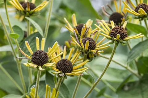 henry eilers rudbeckia quilled flowers with dark centers and yellow tubular petals