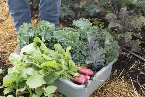 herb companion planting demonstration with harvested kale and radishes in a garden container, gardener's legs visible on straw-mulched soil path among various plants