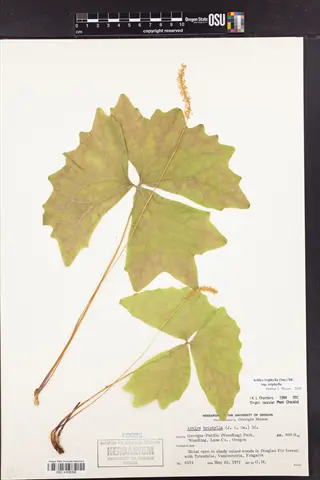herbarium specimen of oregon trail maple (acer macrophyllum) leaf with osu collection label
